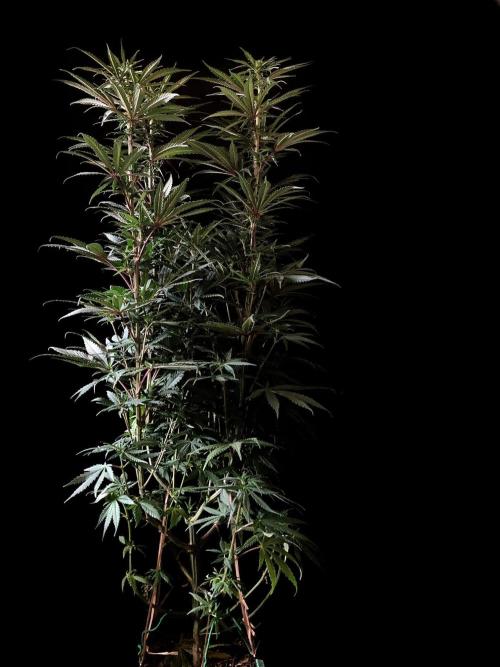 3M 🌟 Bahia Black Head. Week 9