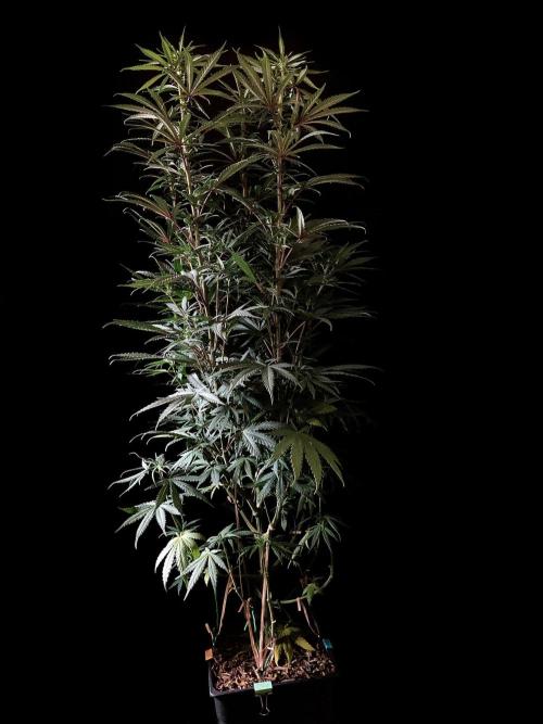 3M 🌟 Bahia Black Head. Week 9