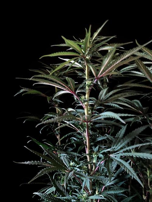 3M 🌟 Bahia Black Head. Week 9