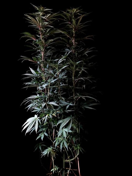 3M 🌟 Bahia Black Head. Week 9