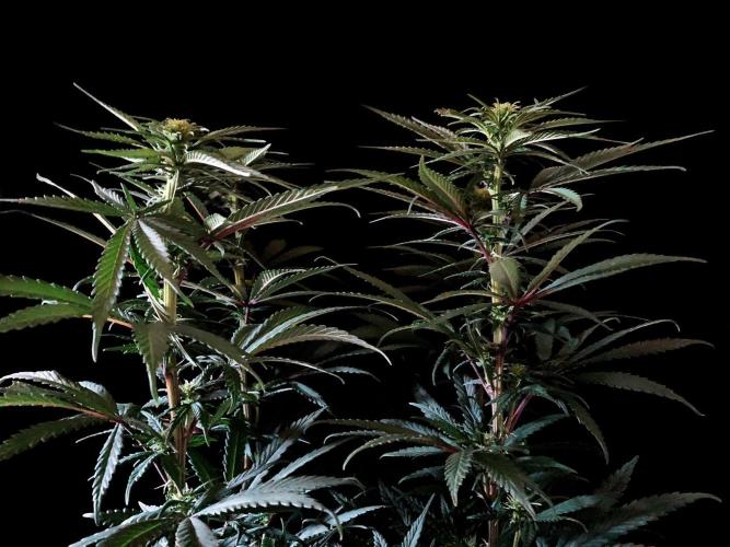 3M 🌟 Bahia Black Head. Week 9