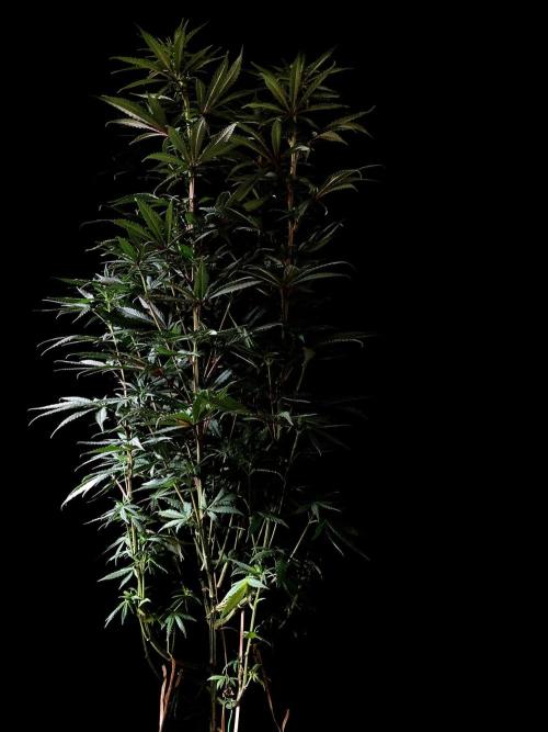 3M 🌟 Bahia Black Head. Week 9