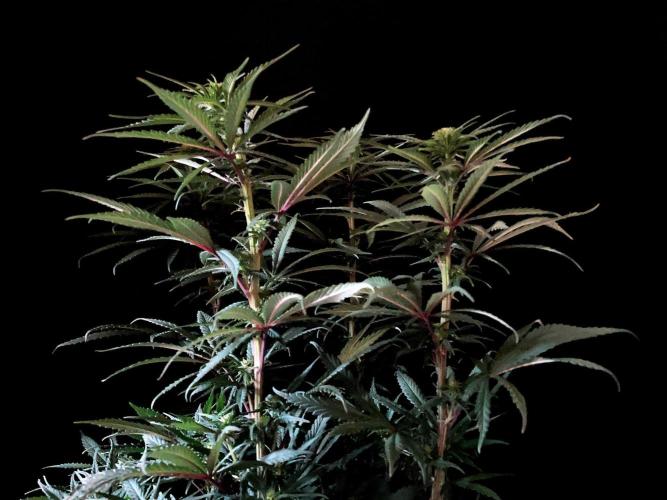 3M 🌟 Bahia Black Head. Week 9