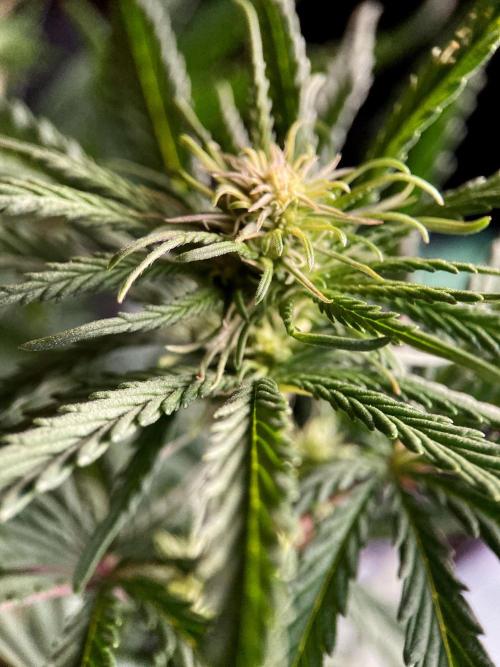 3M 🌟 Bahia Black Head. Week 9