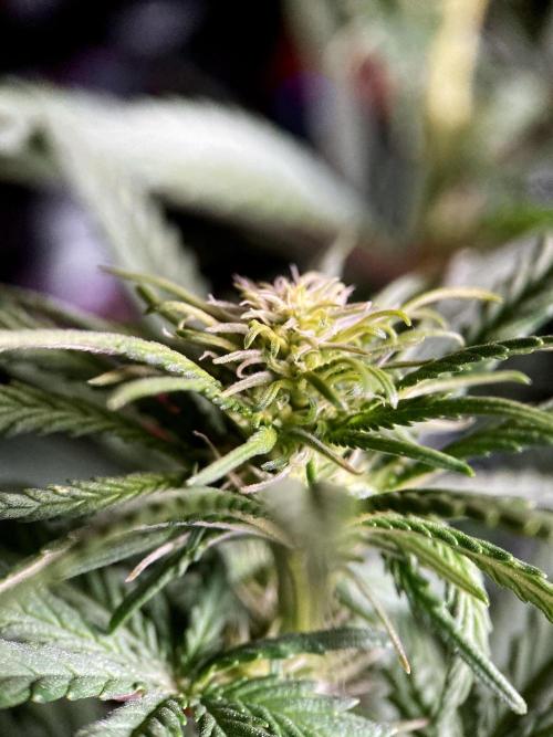 3M 🌟 Bahia Black Head. Week 9