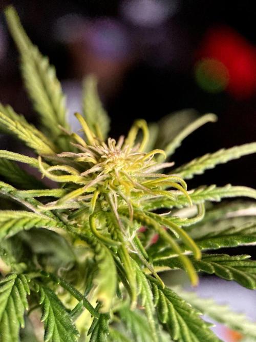 3M 🌟 Bahia Black Head. Week 9