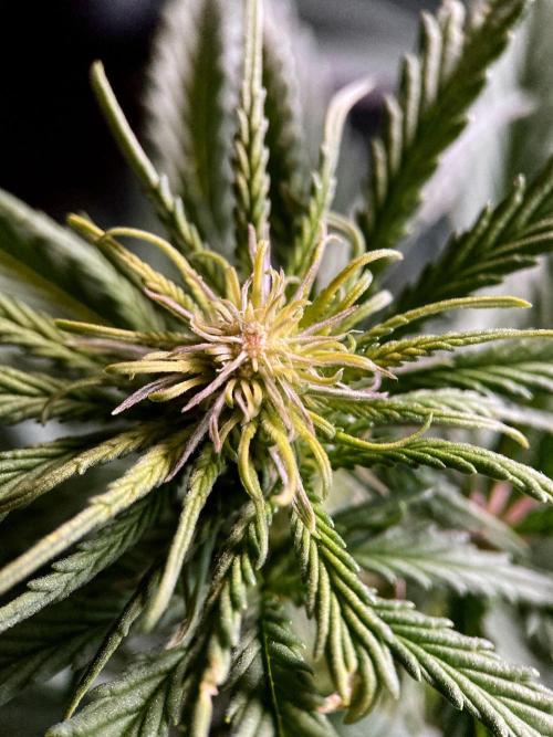 3M 🌟 Bahia Black Head. Week 9