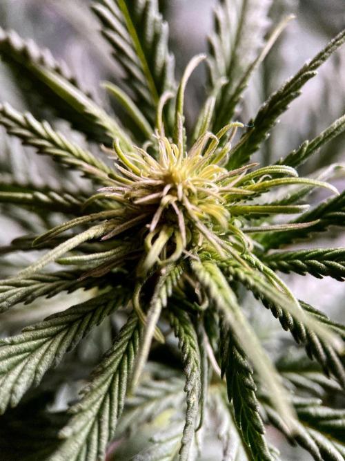 3M 🌟 Bahia Black Head. Week 9