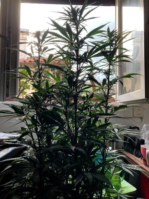 3M 🌟 Bahia Black Head. Week 9