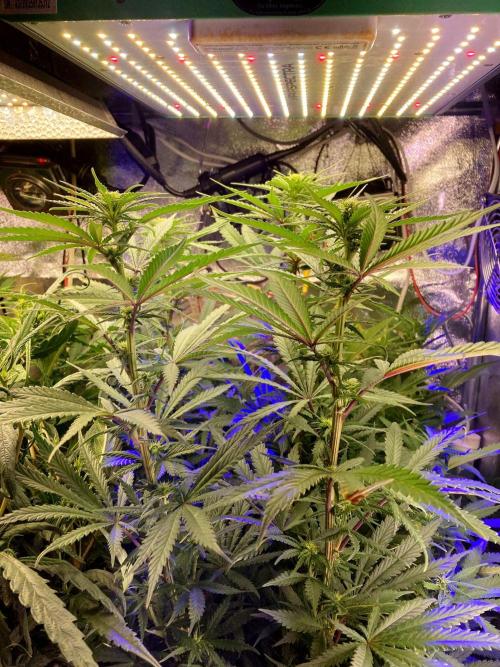 3M 🌟 Bahia Black Head. Week 9