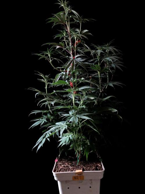 3M 🍋 Black Lemon. Week 9