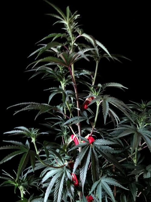 3M 🍋 Black Lemon. Week 9