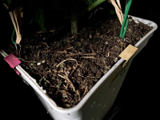 3M 🍋 Black Lemon. Week 9 - Sacred Mulch