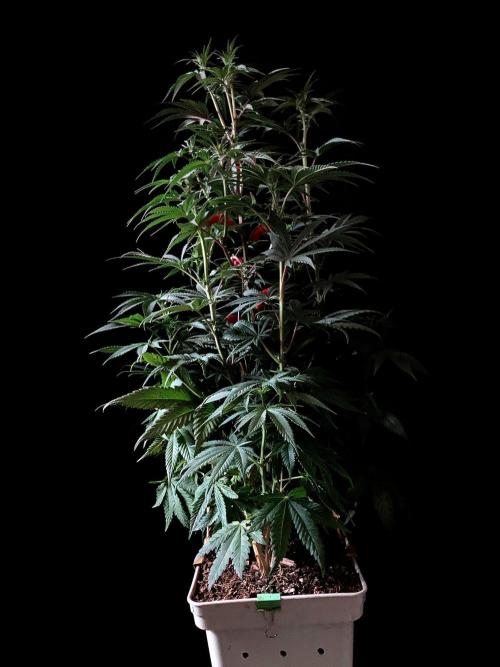 3M 🍋 Black Lemon. Week 9