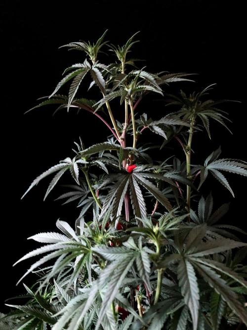 3M 🍋 Black Lemon. Week 9