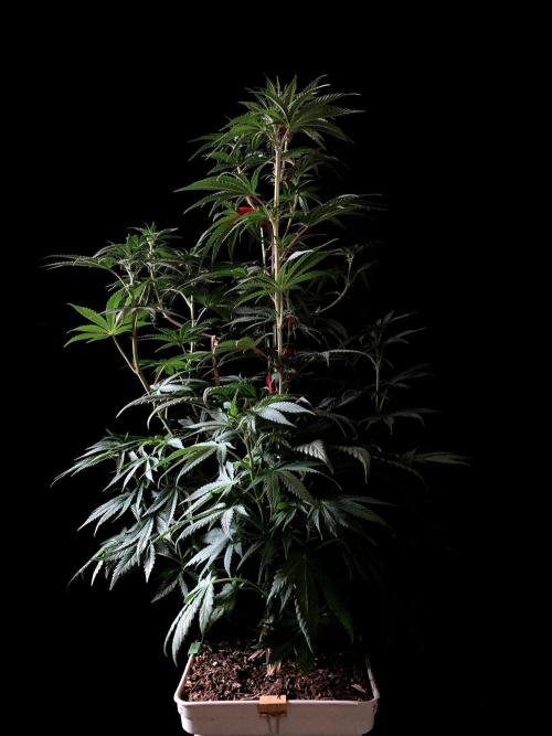 3M 🍋 Black Lemon. Week 9