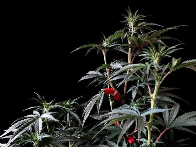 3M 🍋 Black Lemon. Week 9