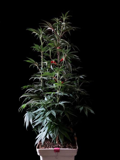 3M 🍋 Black Lemon. Week 9