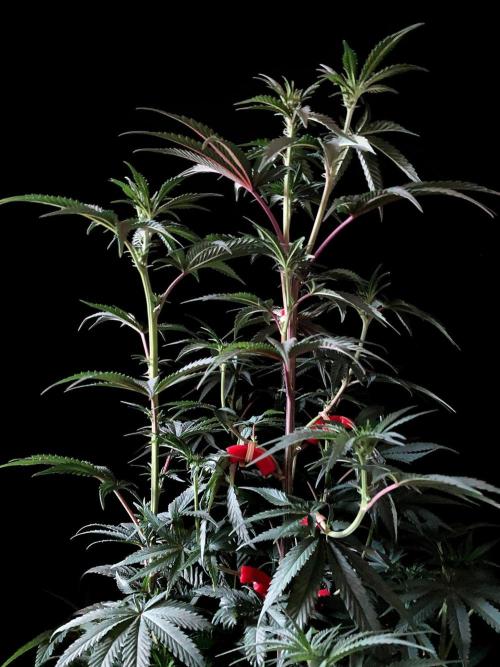 3M 🍋 Black Lemon. Week 9