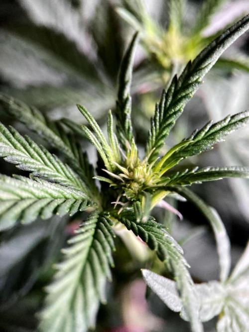 3M 🍋 Black Lemon. Week 9