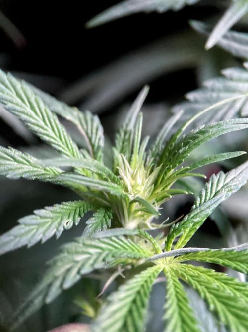 3M 🍋 Black Lemon. Week 9