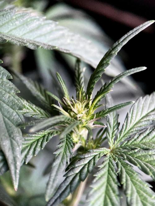 3M 🍋 Black Lemon. Week 9