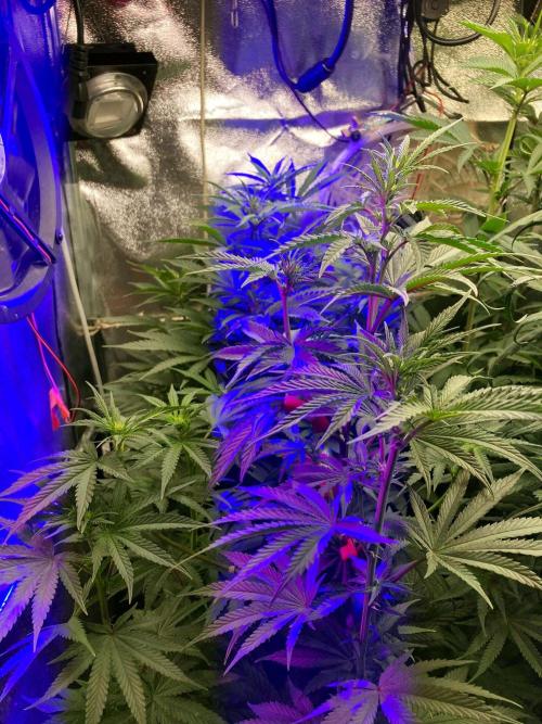 3M 🍋 Black Lemon. Week 9