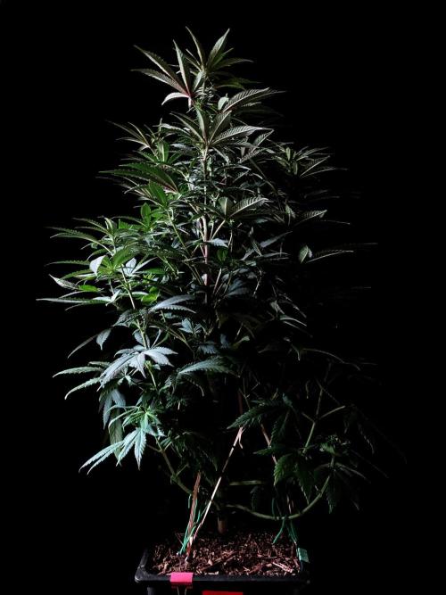 3M ⭕ Panama Red II. Week 9