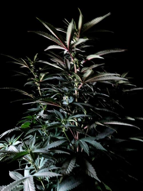 3M ⭕ Panama Red II. Week 9