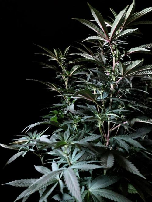 3M ⭕ Panama Red II. Week 9