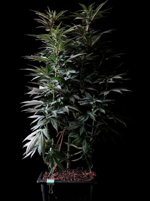 3M ⭕ Panama Red II. Week 9