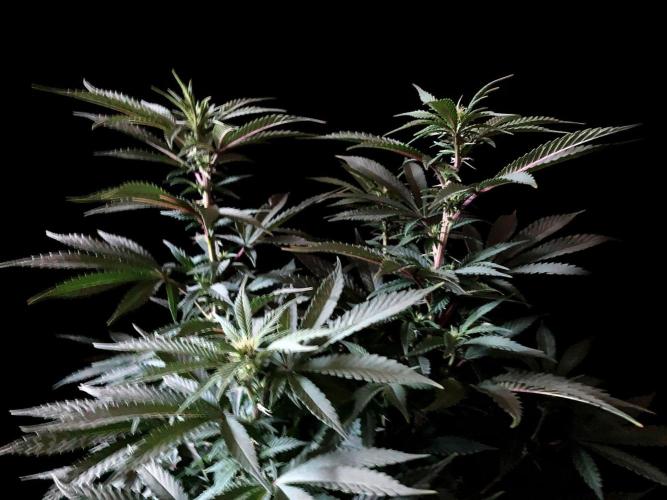 3M ⭕ Panama Red II. Week 9