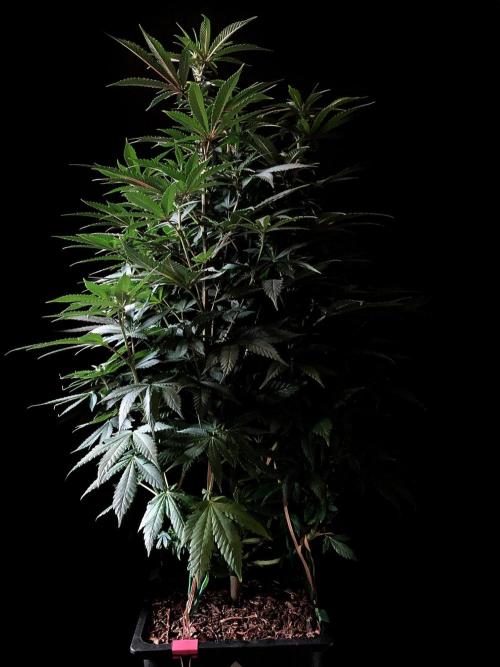 3M ⭕ Panama Red II. Week 9