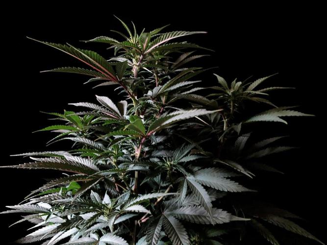 3M ⭕ Panama Red II. Week 9