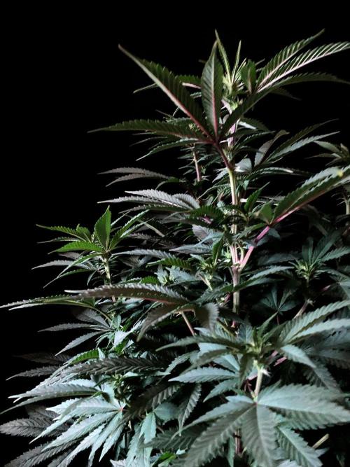 3M ⭕ Panama Red II. Week 9