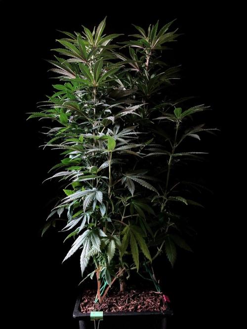 3M ⭕ Panama Red II. Week 9