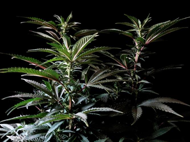 3M ⭕ Panama Red II. Week 9