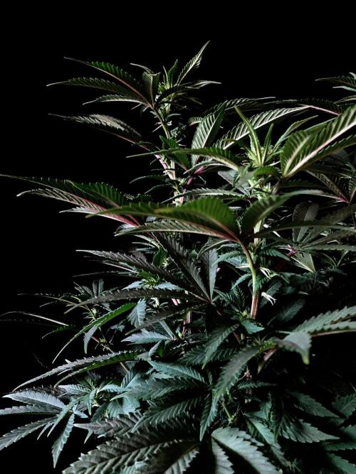 3M ⭕ Panama Red II. Week 9