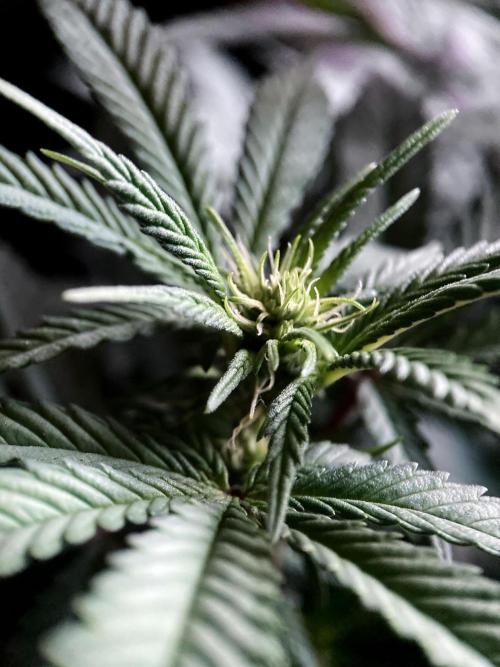 3M ⭕ Panama Red II. Week 9