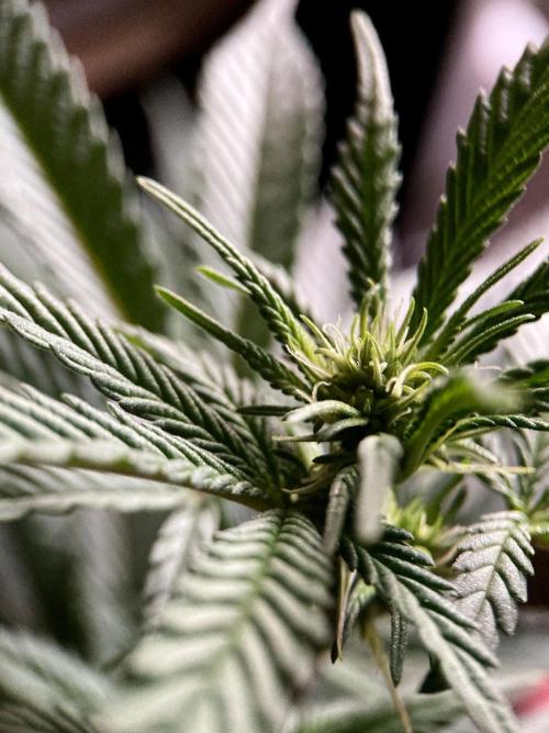 3M ⭕ Panama Red II. Week 9