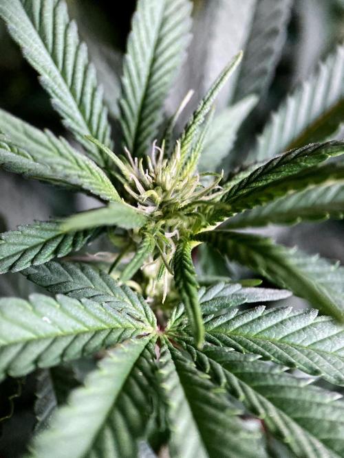 3M ⭕ Panama Red II. Week 9