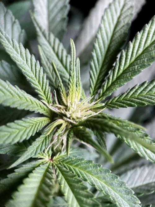 3M ⭕ Panama Red II. Week 9