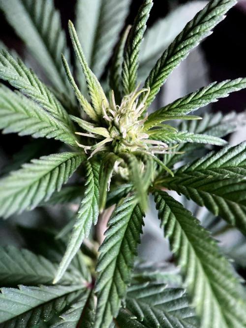 3M ⭕ Panama Red II. Week 9