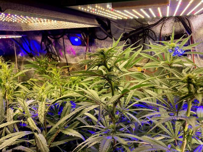 3M ⭕ Panama Red II. Week 9