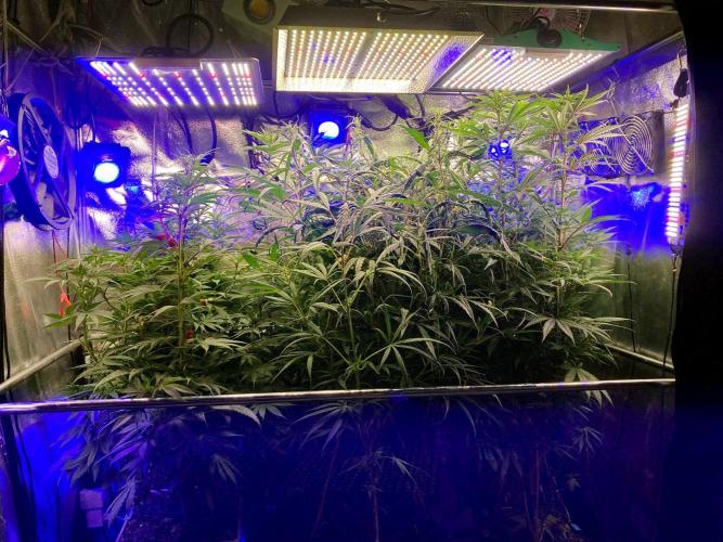 3M ⭕ Panama Red II. Week 9