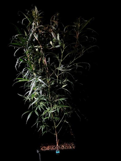 3M 🐵 Congo & x. Week 9