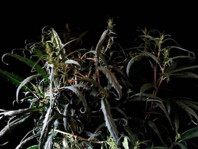 3M 🐵 Congo & x. Week 9