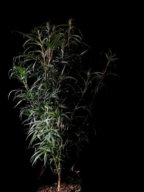 3M 🐵 Congo & x. Week 9