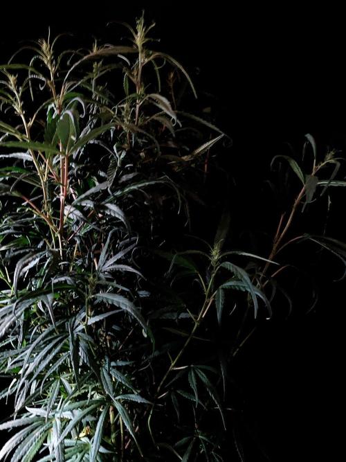 3M 🐵 Congo & x. Week 9