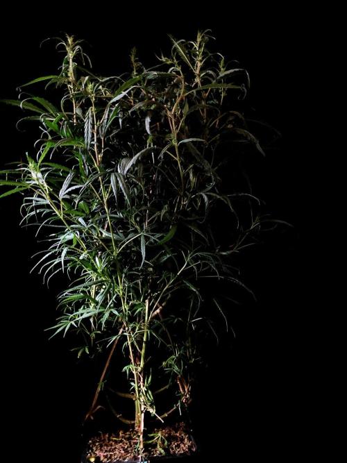 3M 🐵 Congo & x. Week 9